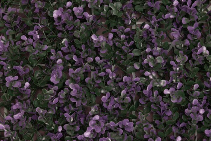 Purple Buxus - Image 3